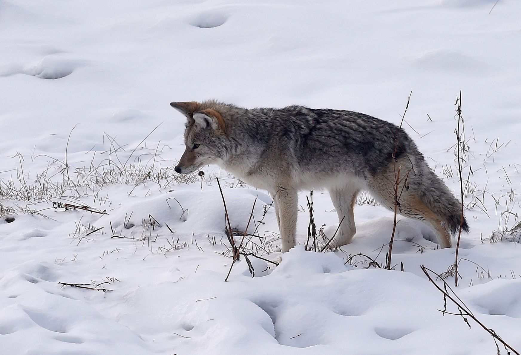 Coyote